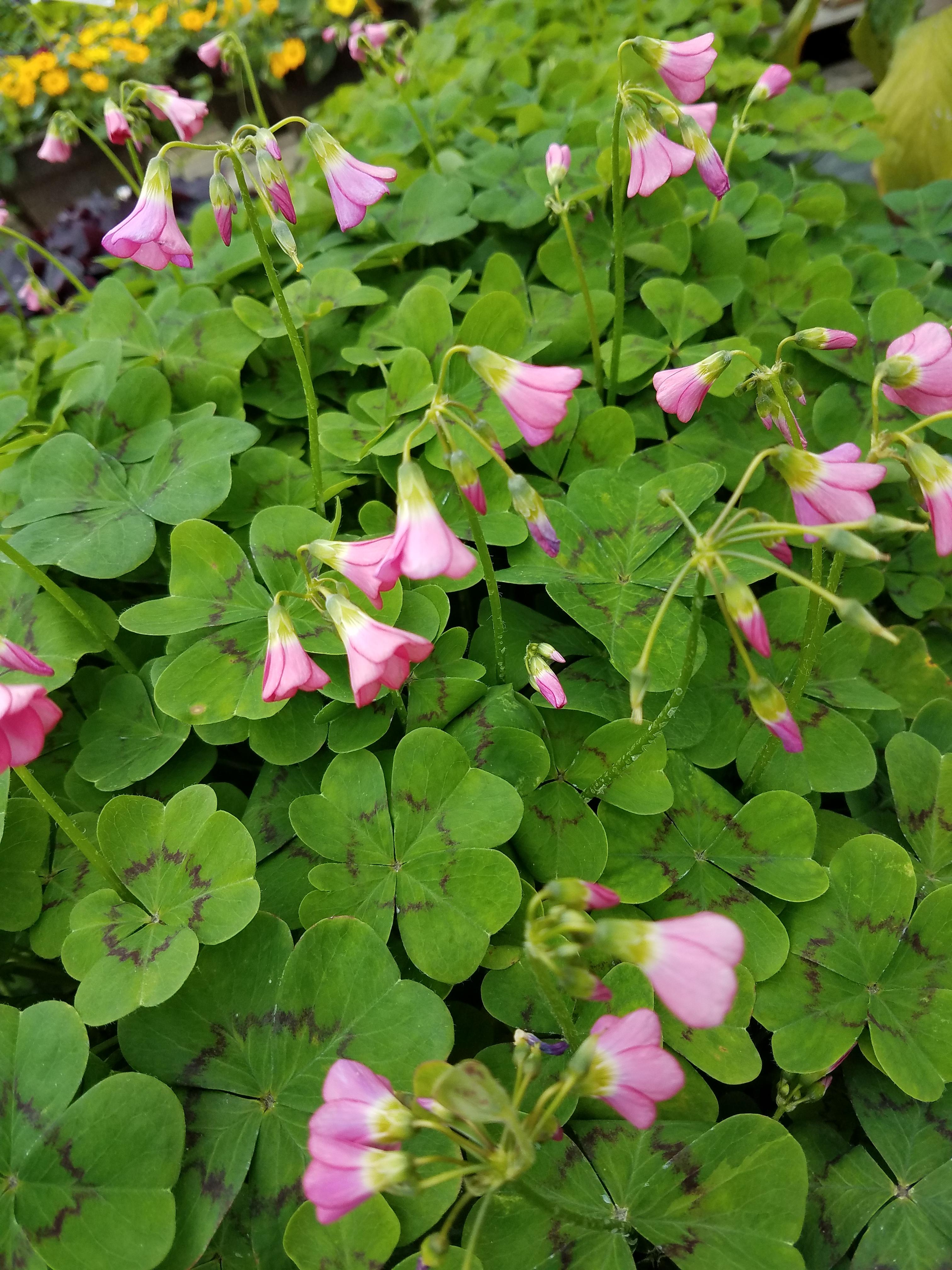 Oxalis Tetraphylla 'Deppii' - Iron Cross - Pre-Order for Fall 2024 from Leo Berbee Bulb Company