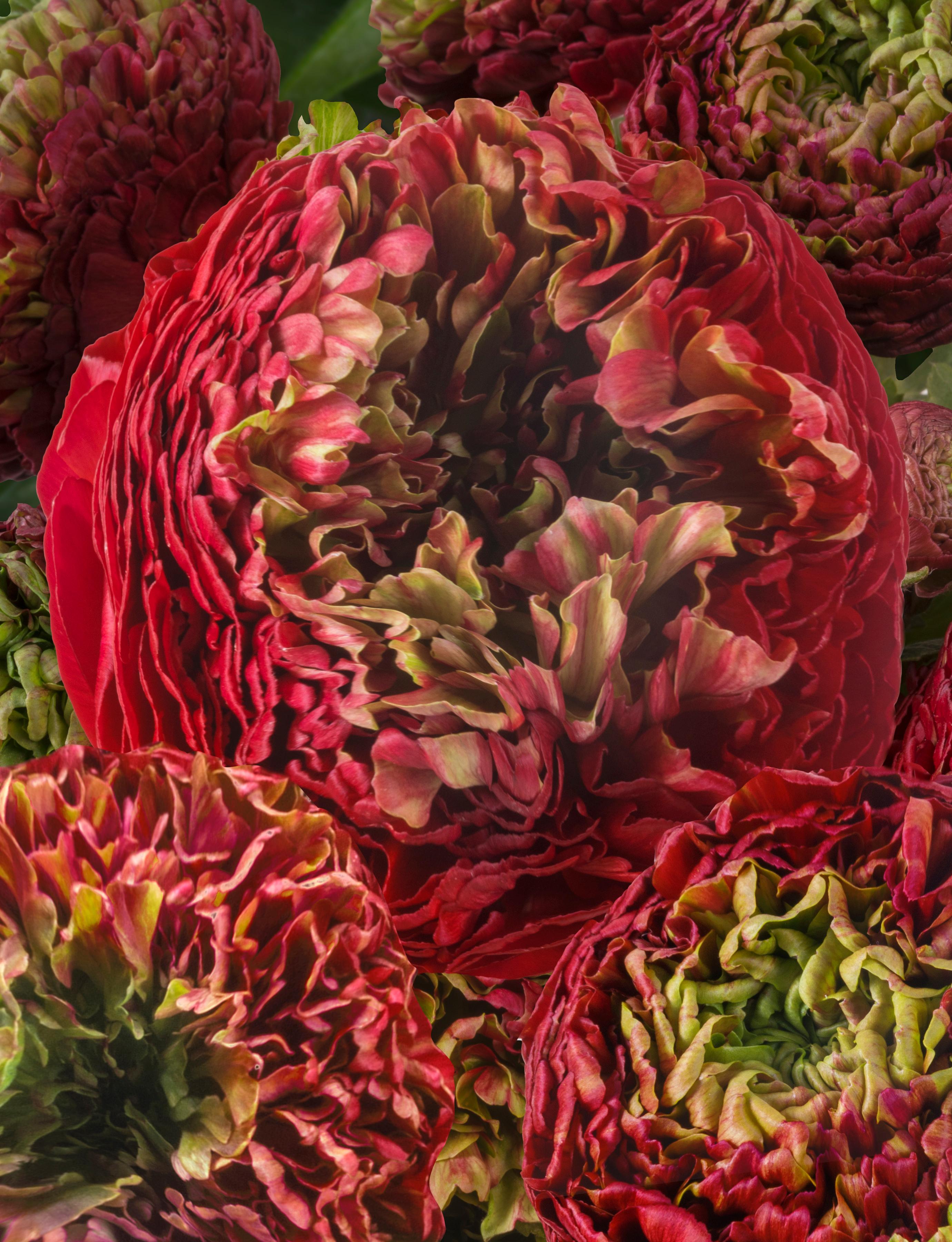 Ranunculus Romance 'Odon' - Pre-Order for Fall 2024 from Leo Berbee Bulb Company