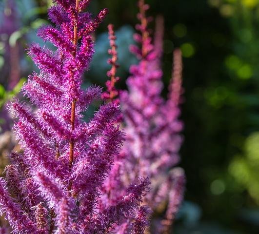 Astilbe Purple Lance (chinensis hyb) from Leo Berbee Bulb Company