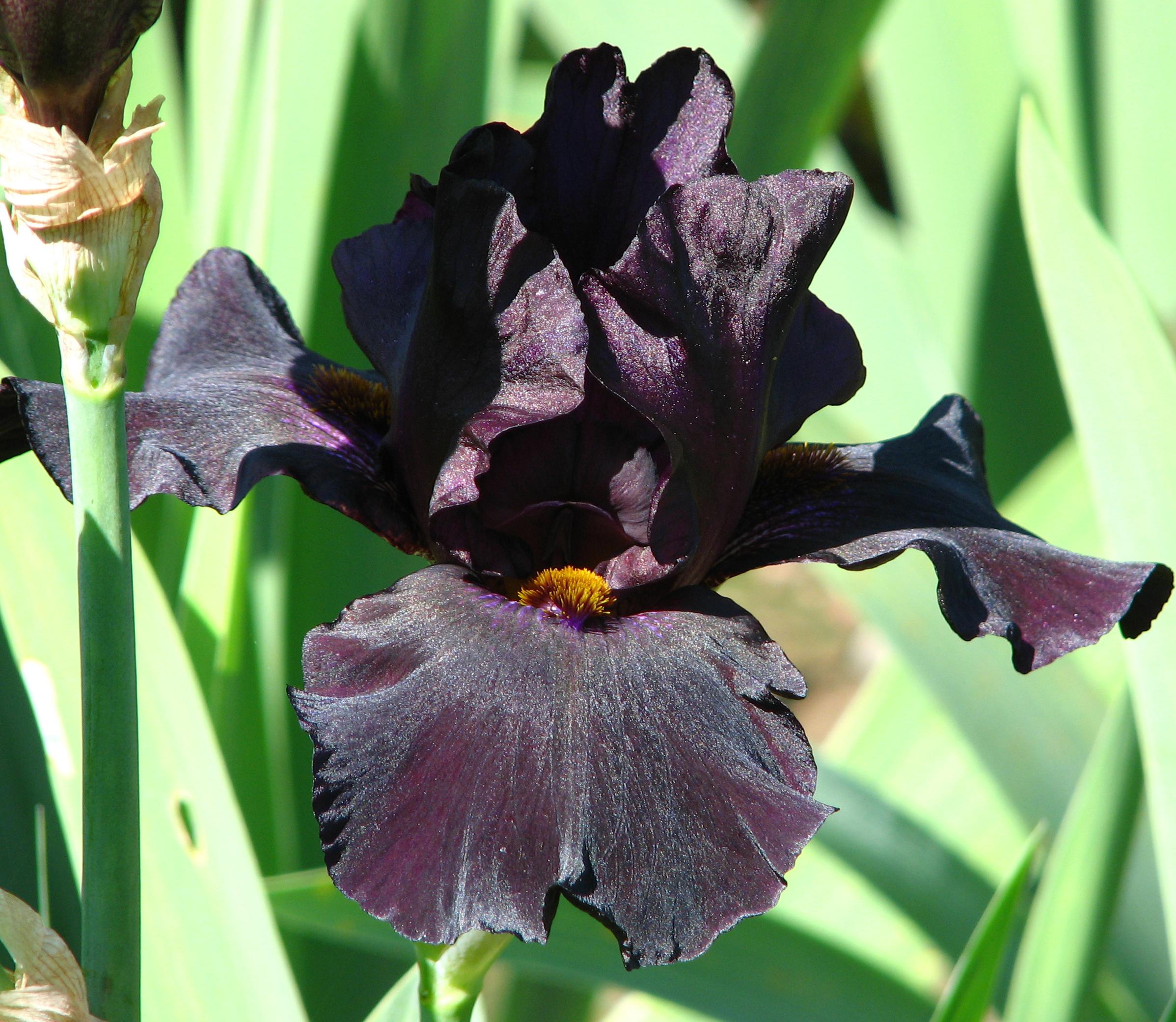 Iris Germanica 'Black' - Tall Bearded Iris from Leo Berbee Bulb Company