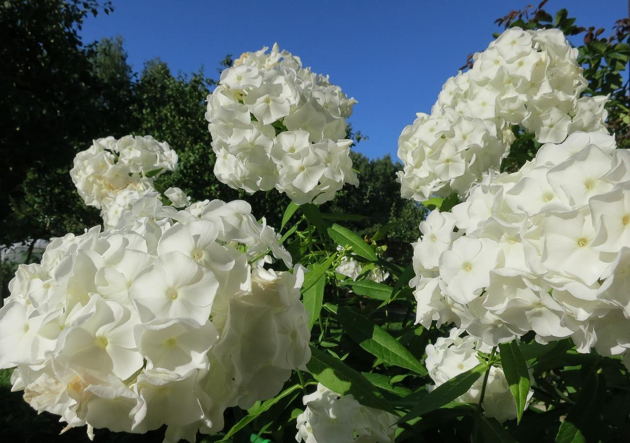 Phlox Paniculata 'White Flame (PPAF)' - Tall Summer Phlox - Coming Soon for 2024 from Leo Berbee Bulb Company