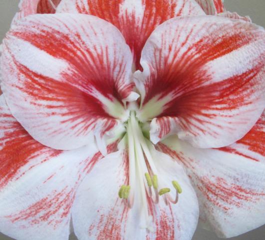 Hippeastrum Holland United Nations from Leo Berbee Bulb Company