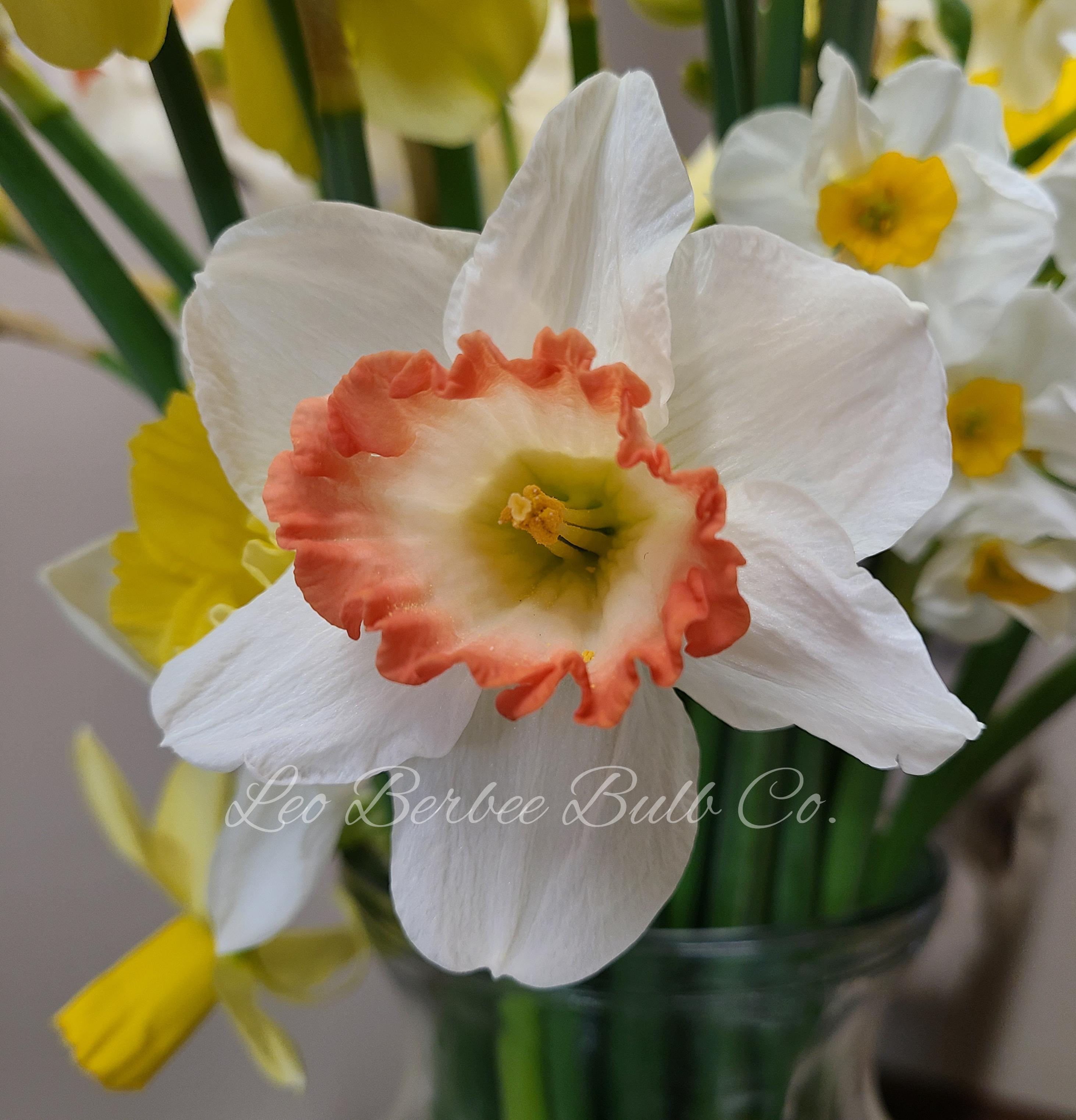 Daffodil Large Cupped 'Salome' - from Leo Berbee Bulb Company