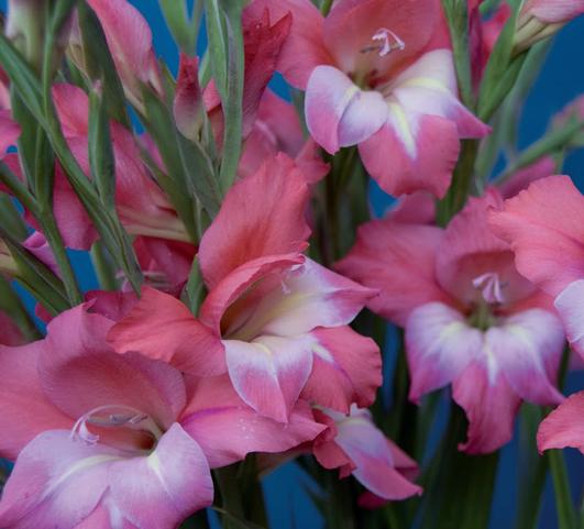 Gladiolus Tiny Tots Charming Beauty from Leo Berbee Bulb Company