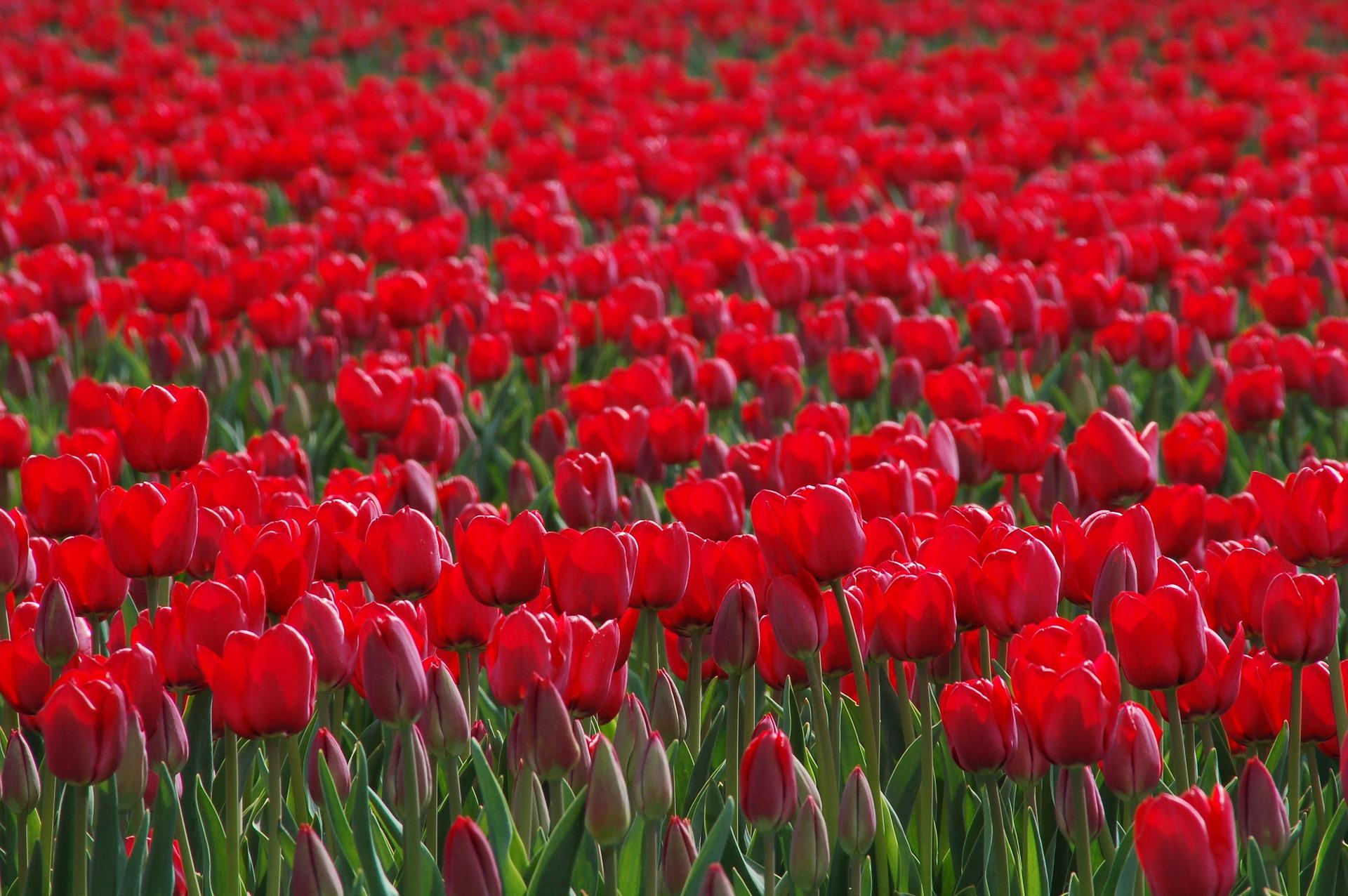 Tulip Darwin Hybrid 'Red Impression' - Tulip from Leo Berbee Bulb Company