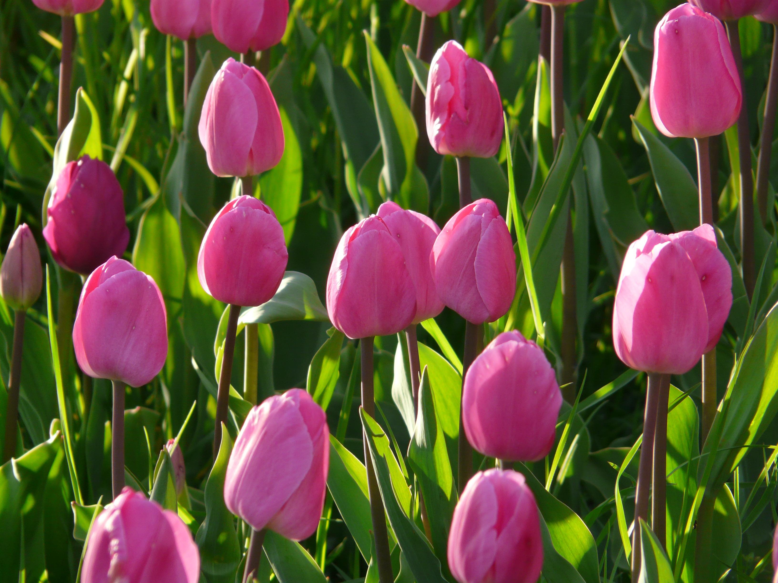 Tulip Darwin Hybrid 'Van Eijk' - Tulip from Leo Berbee Bulb Company