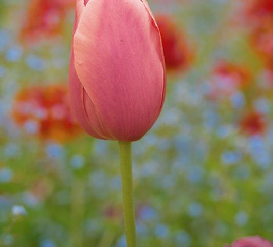 Tulip Single Late Menton from Leo Berbee Bulb Company