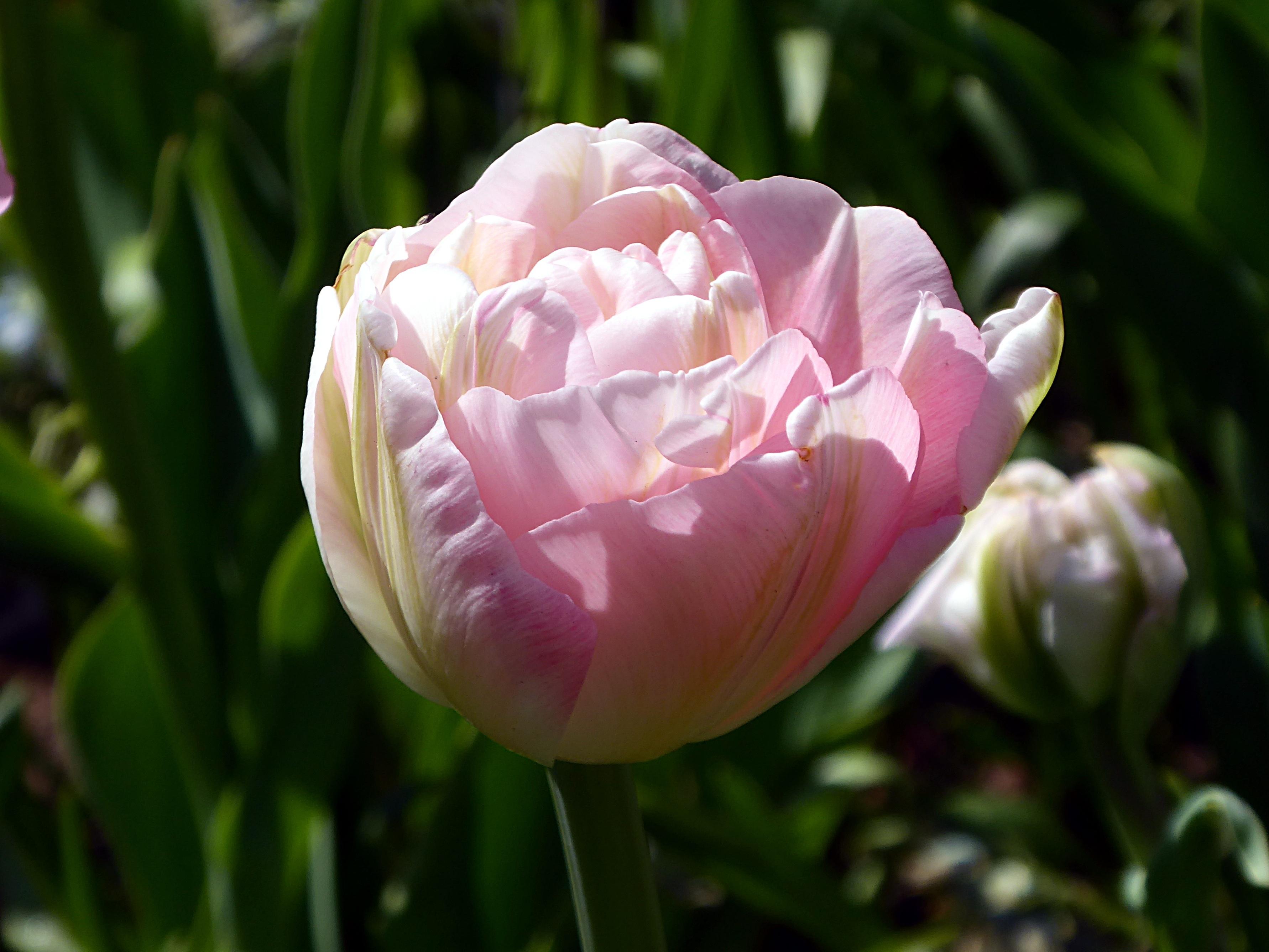 Tulip Double Early Dreamer from Leo Berbee Bulb Company