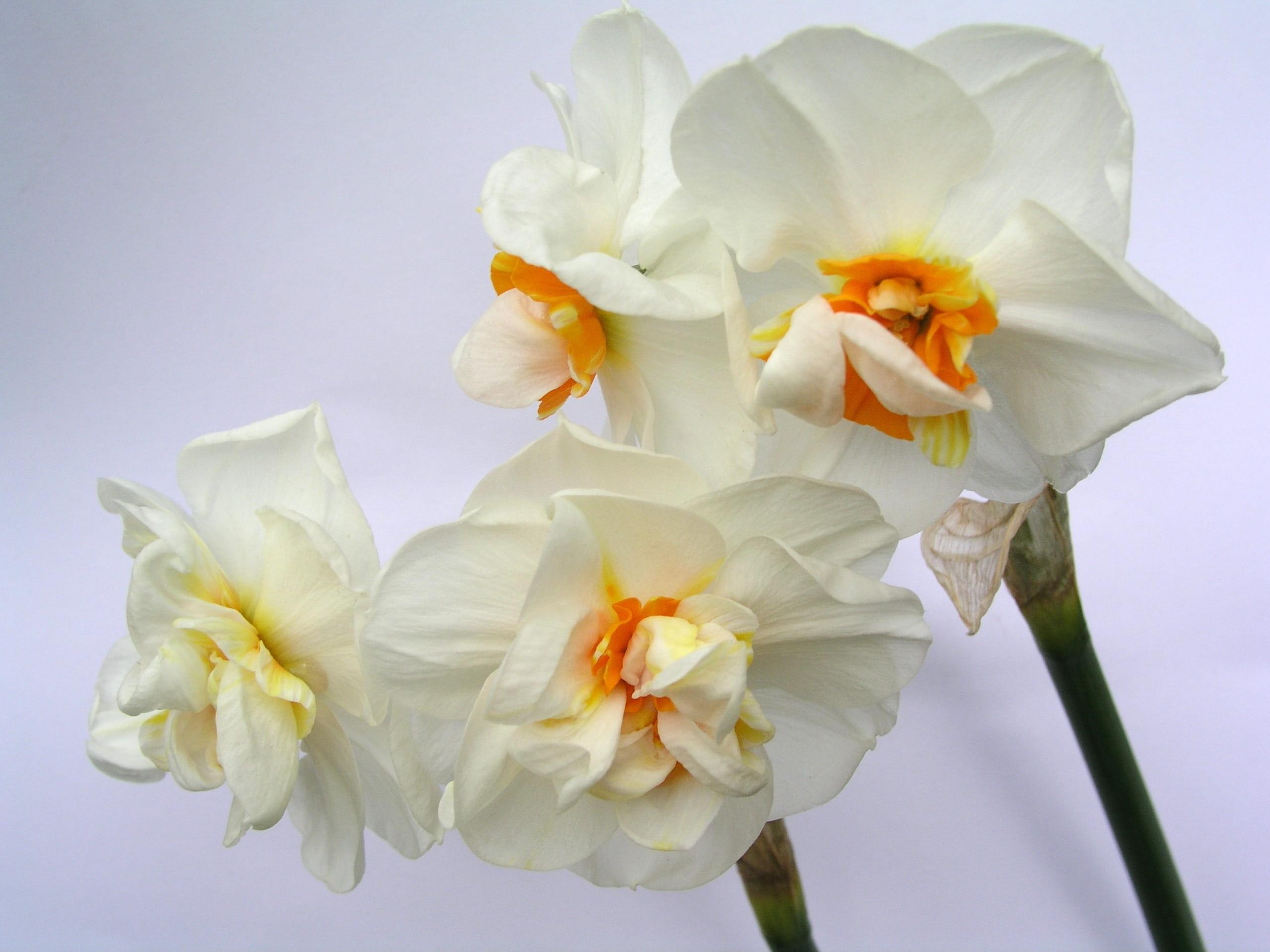 Daffodil Double Flower Drift from Leo Berbee Bulb Company
