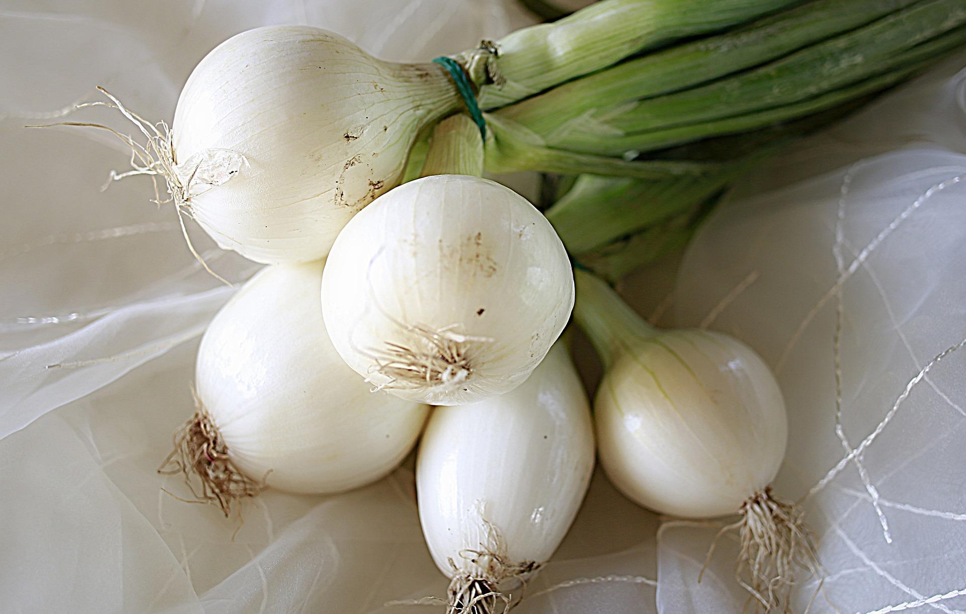 Onions Snowball White from Leo Berbee Bulb Company
