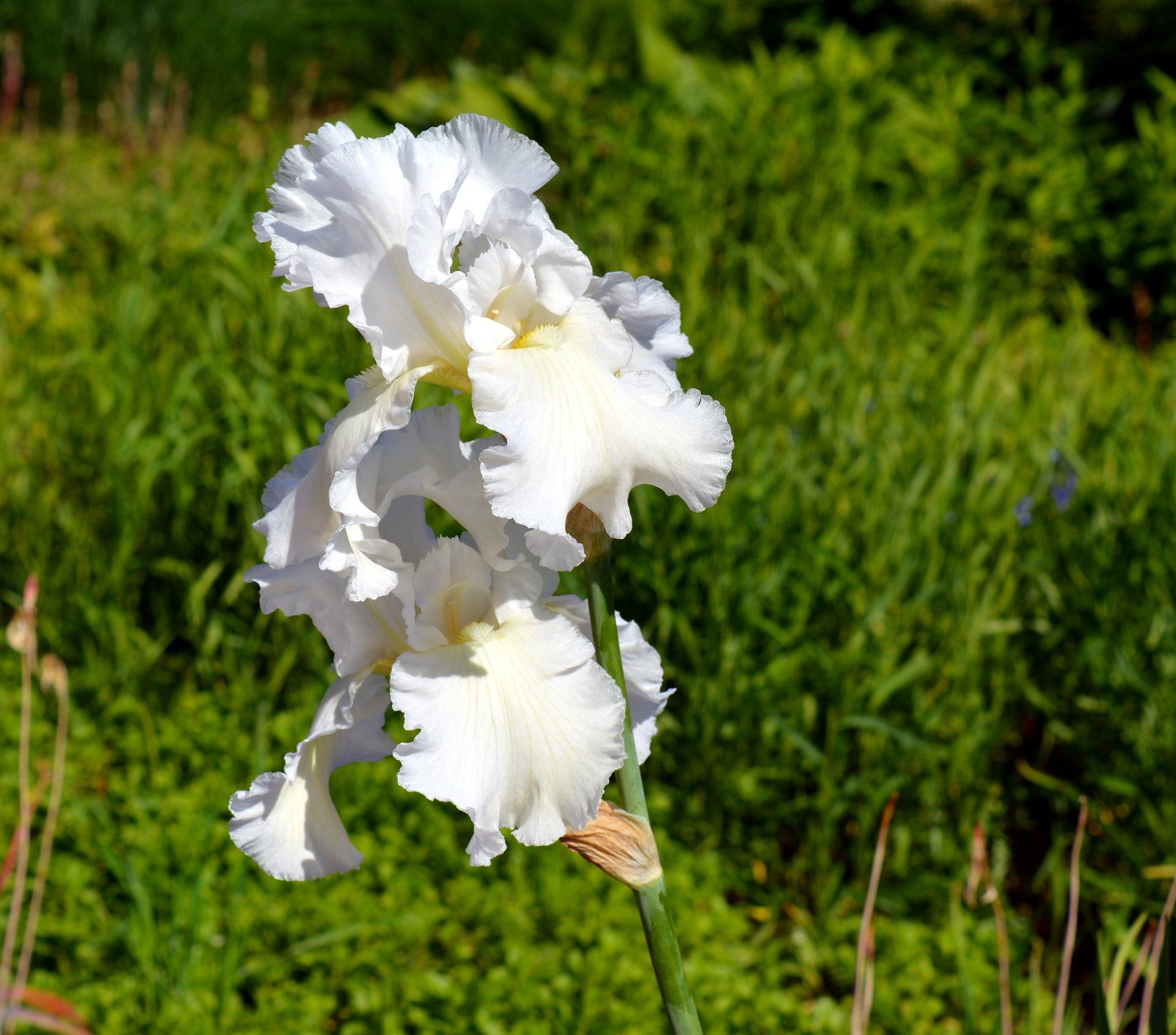 Iris Germanica White from Leo Berbee Bulb Company