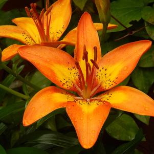 Lilies Asiatic Bright Joy