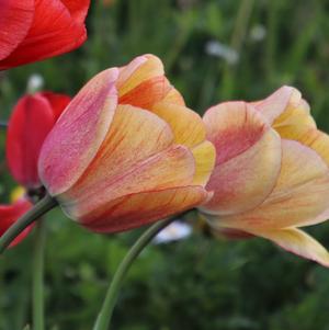 Tulip Darwin Hybrid Blushing Apeldoorn