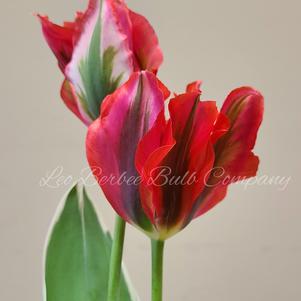 Tulip Viridiflora Esperanto