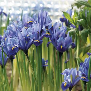 Precooled Iris Specie Harmony