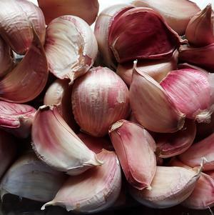 Garlic Softneck Inchelium Red