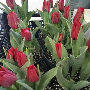 Tulip Triumph Dominiek