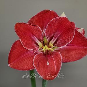 Hippeastrum Holland Magical Touch
