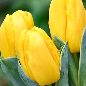 Precooled Tulip for Cut Golden Apeldoorn