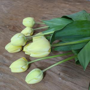 Precooled Tulip for Cut Ivory Floradale