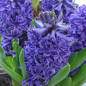 Prepared/Precooled Hyacinth Blue Pearl
