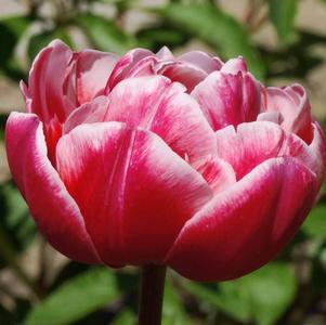 Precooled Tulip for Cut Drumline