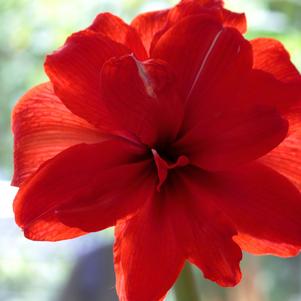 Hippeastrum Holland - Double Flowering Double King