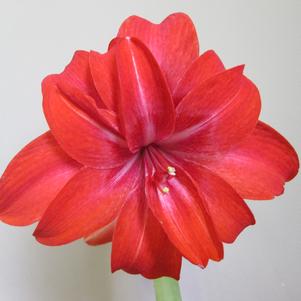 Hippeastrum Holland - Triple Flowering Cherry Nymph