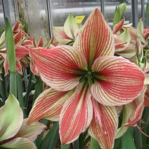Hippeastrum Holland - Specialty Type Exotic Star