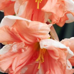 Daffodil Split Cupped Apricot Whirl