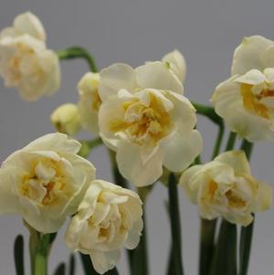 Daffodil Double Bridal Crown