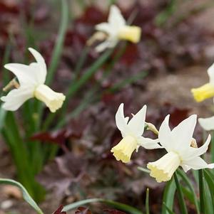 Daffodil Cyclamineus Jenny