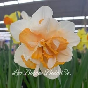 Daffodil Double Replete