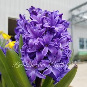 Hyacinth Blue Pearl