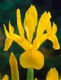Iris Dutch Golden Harvest
