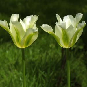 Tulip Viridiflora Spring Green