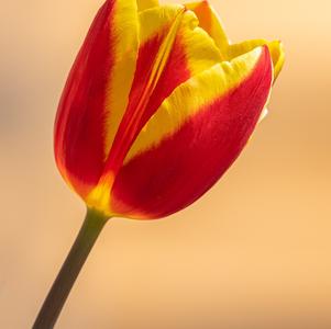 Tulip Triumph Denmark