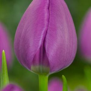 Tulip Triumph Negrita/Purple Lady