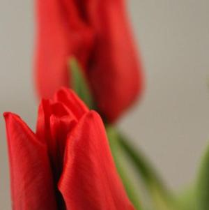 Tulip Single Early Seadov