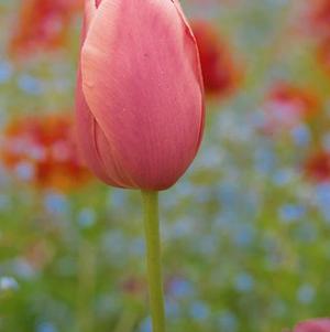 Tulip Single Late Menton