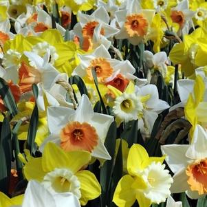 Daffodil Mixes