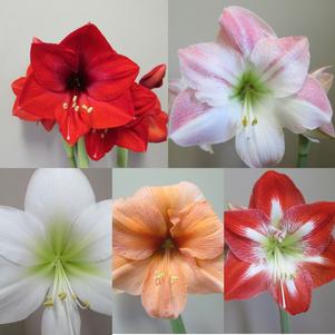 Hippeastrum Holland - Super Jumbo by Color 