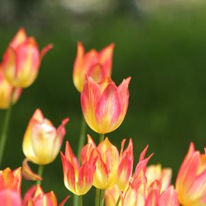 Tulip Bunchflowering Antoinette