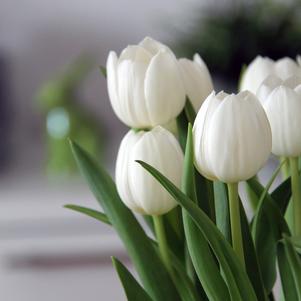 Precooled Tulip for Pot White Prince