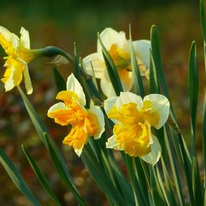 Daffodil Split Cupped Love Call