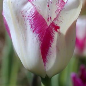 Tulip Triumph Affaire