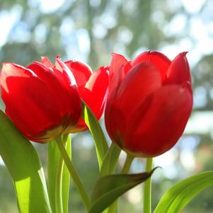 Precooled Tulip for Cut Apeldoorn