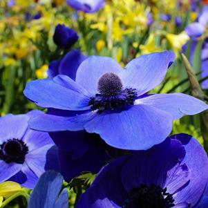 Anemone Galilee Blue