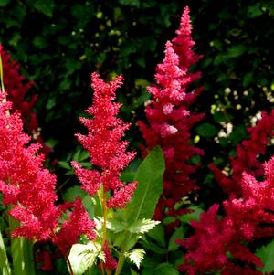 Astilbe Hot Pearls (chinensis hyb)