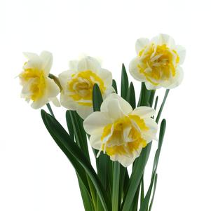 Daffodil Double Double Pam